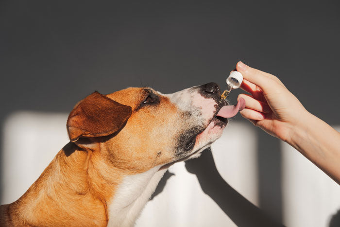 cbd oil for dogs