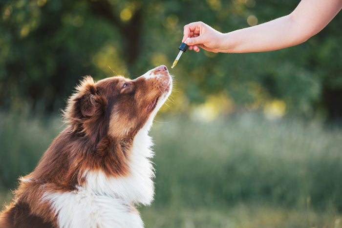 CBD dose in dogs